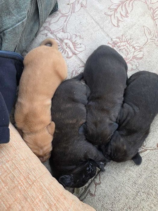 Plott Hound.Четири малки/женски/ родени на 29.09.2026