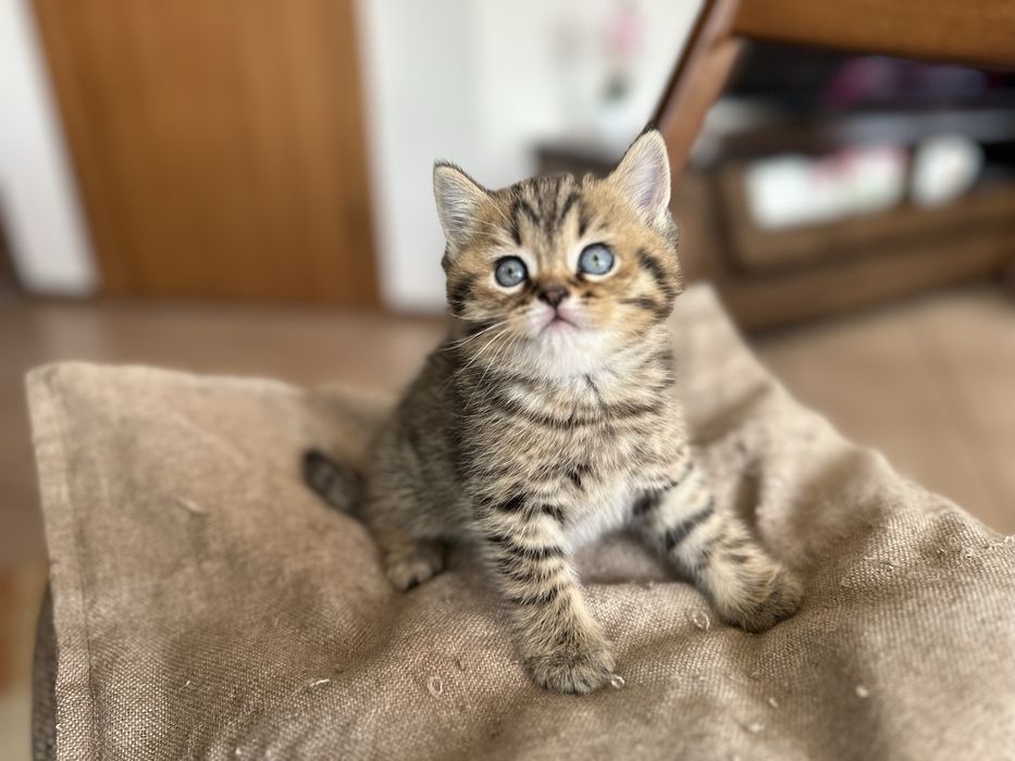 Шотландски клепоухи и британски късокосмести котки