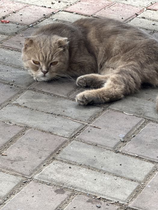 Срочно отдам котика в добрые руки