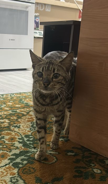 Кошка бенгальского типа, девочка (есть рана)