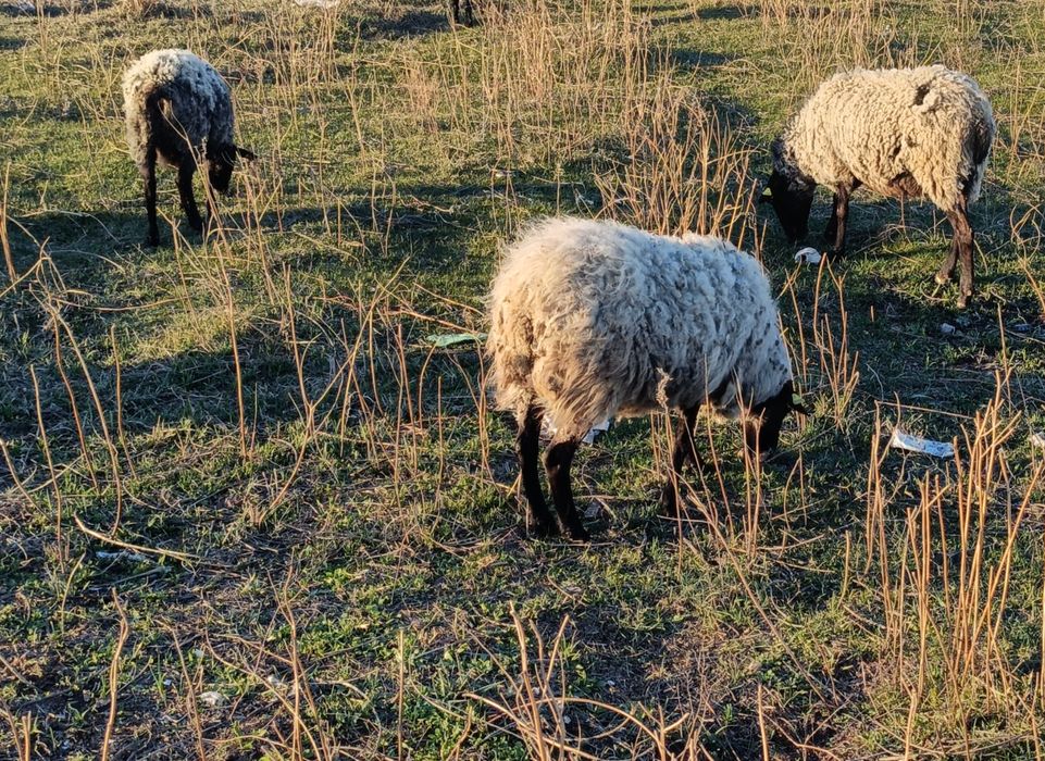 Сатылады романовский кой,9 ургашы,1 кошкар,с.Остемир