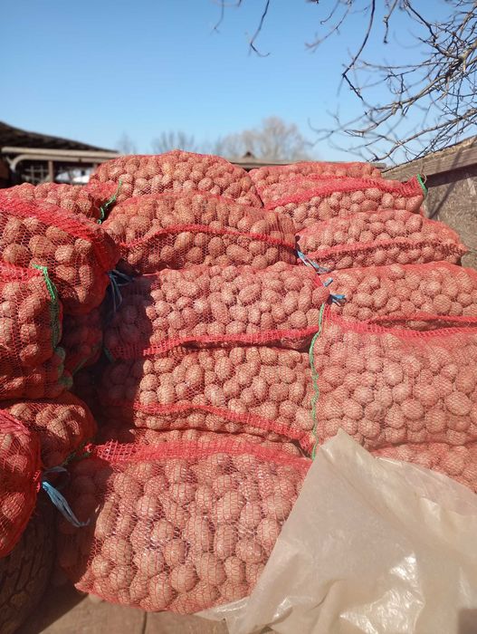 Cartofi de sămânță