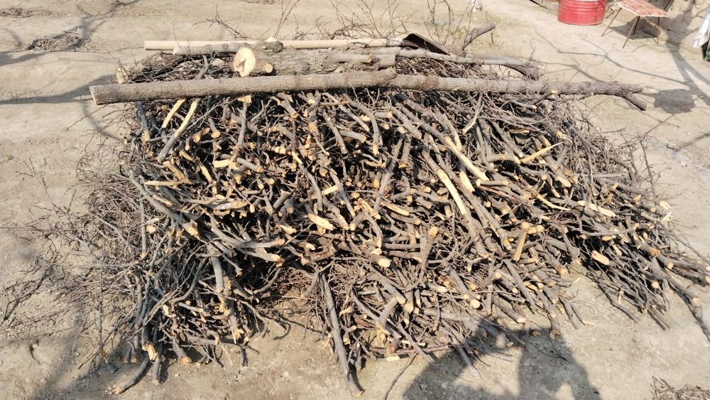 Тандир Боп отинлар