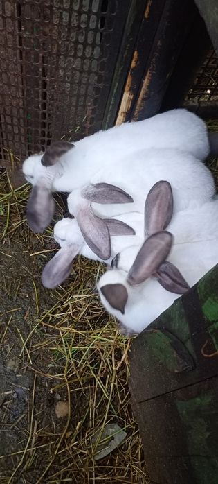 Vând pui uriaș de Transilvania în vârstă de 3 luni