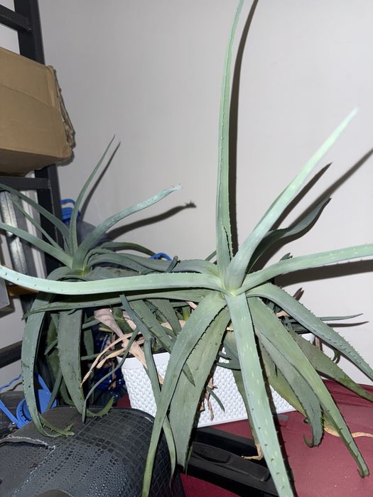 Продам растение алое.