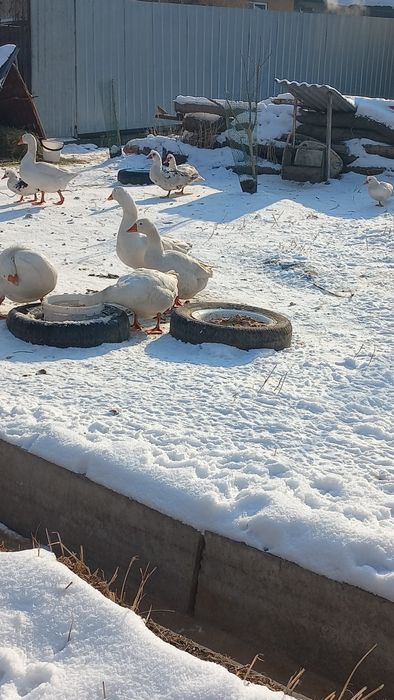 Инкубационное гусиное яйцо