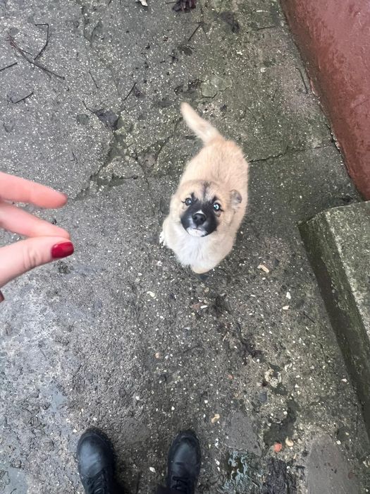 Donez  catelusa  mică