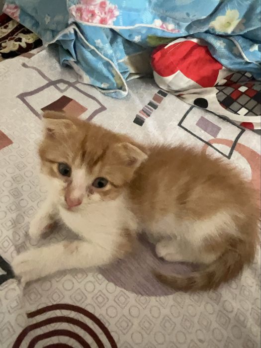 котята вислоухие!