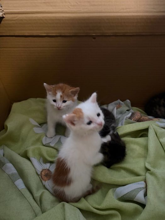 Подарявам котенца