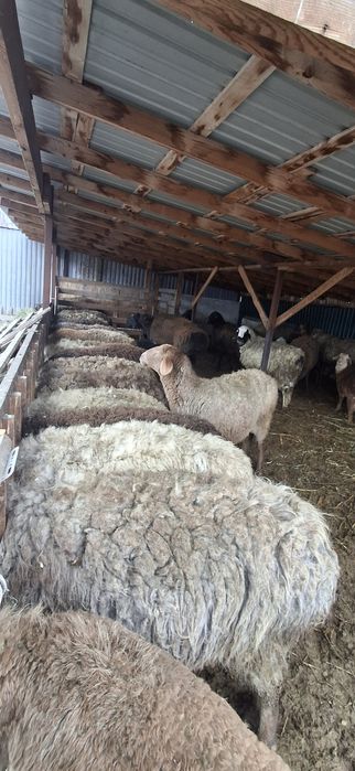 Бараны курдючные