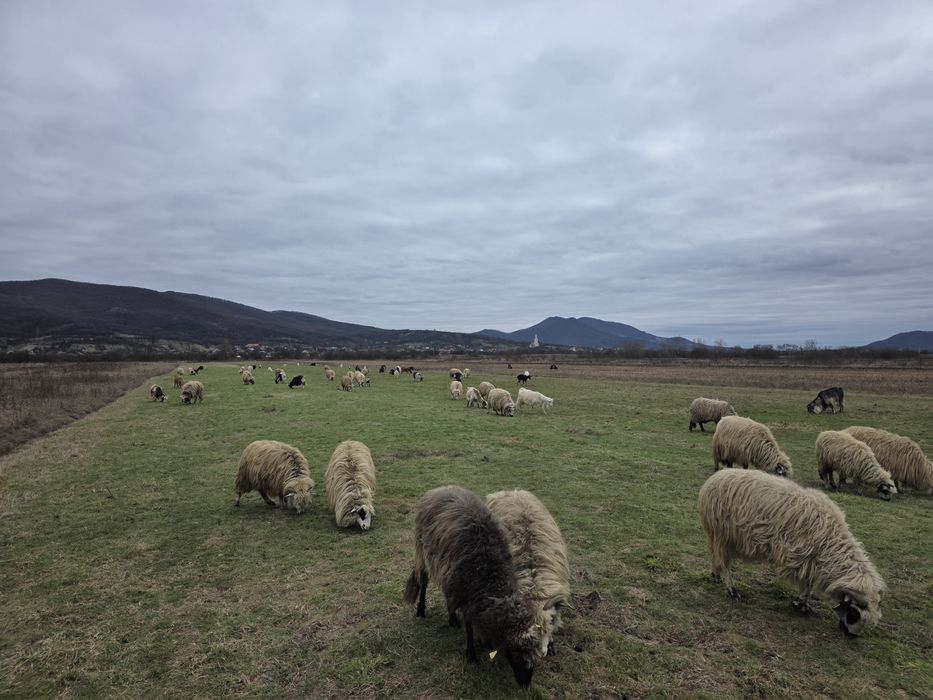 Vând 34 de oi 30 mature din care 15 sunt cu mieii  si 3 miele