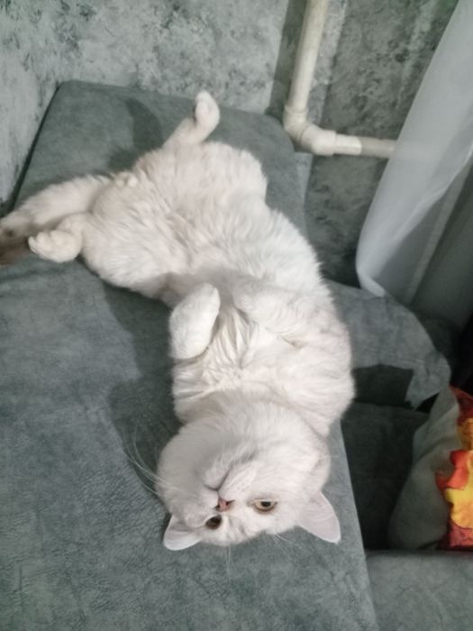 Вязка британский кот