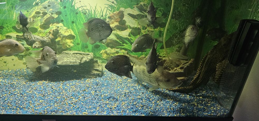 Pesti acvariu exotici