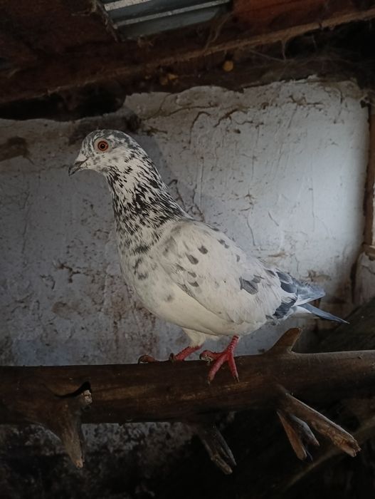 Vând 10 porumbei voiajori