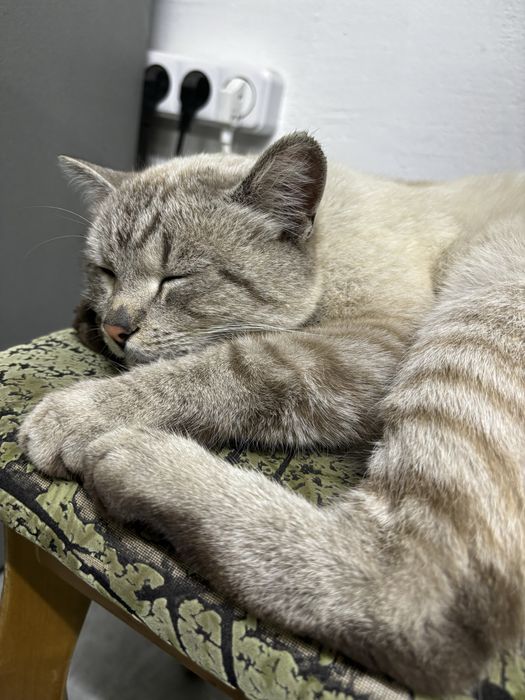 Кот ищет дом, очень добрый и ласковый