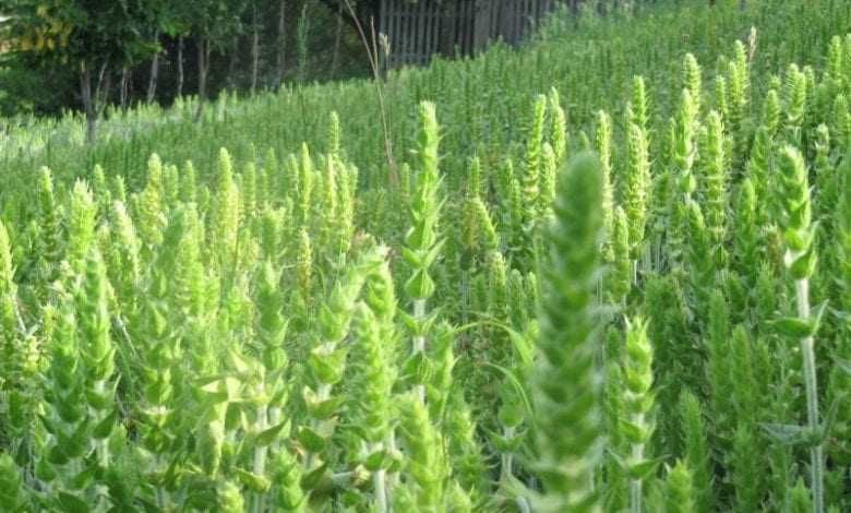 Мурсалски чай – Цена за 1 саксия 5,50лв