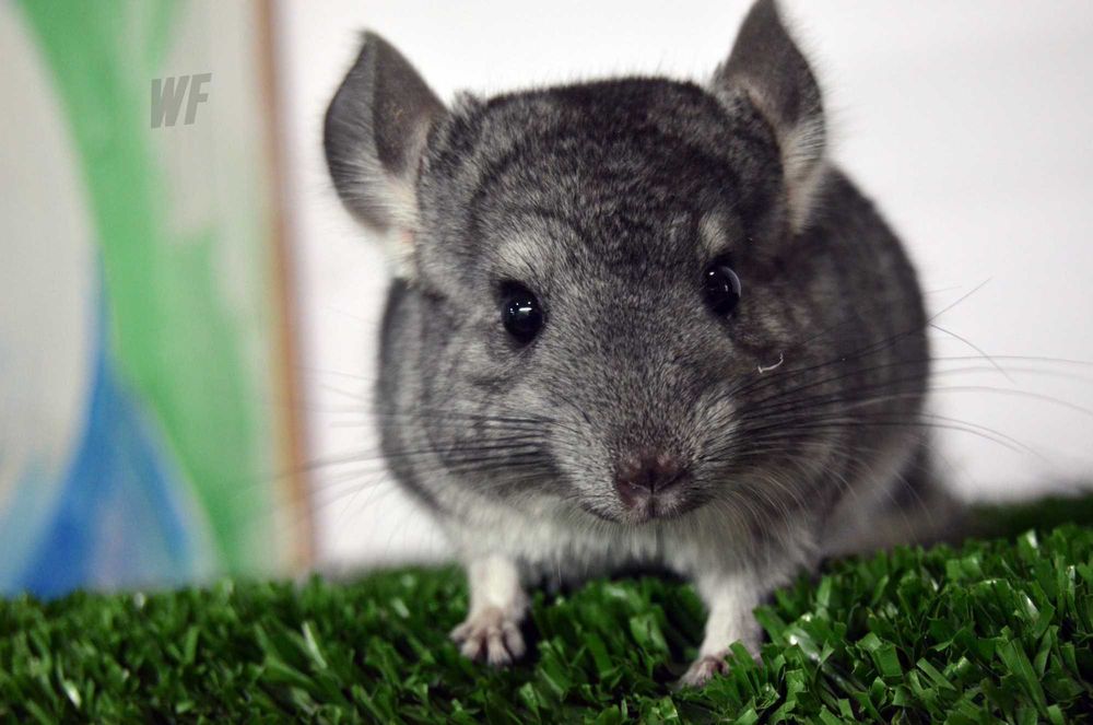 Шиншила  + бесплатное консультирование