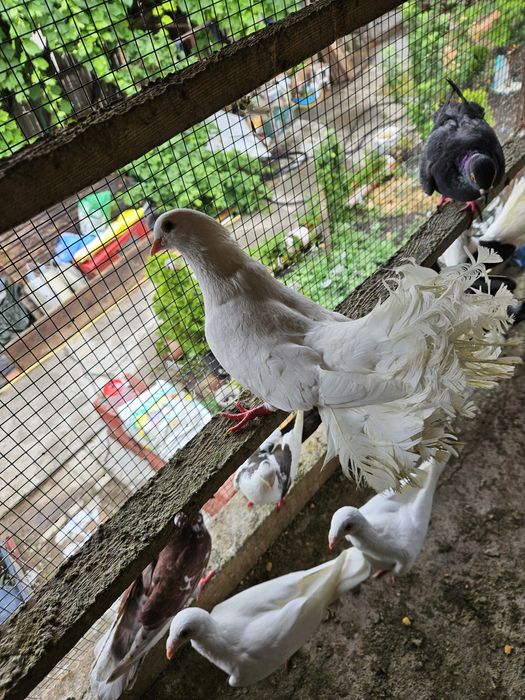 Schimb 5 rotari cu o pereche de kingi