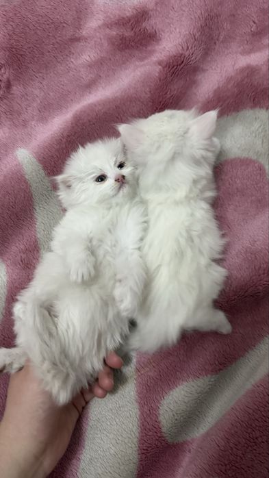 Котята британки мальчик и девочка