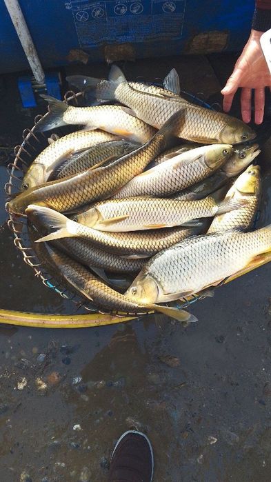 сазан бор таеор 80.грамдан 300 грамгача таеор
амур бор уруглик 50.100