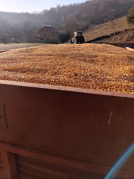 Vând porumb și orz