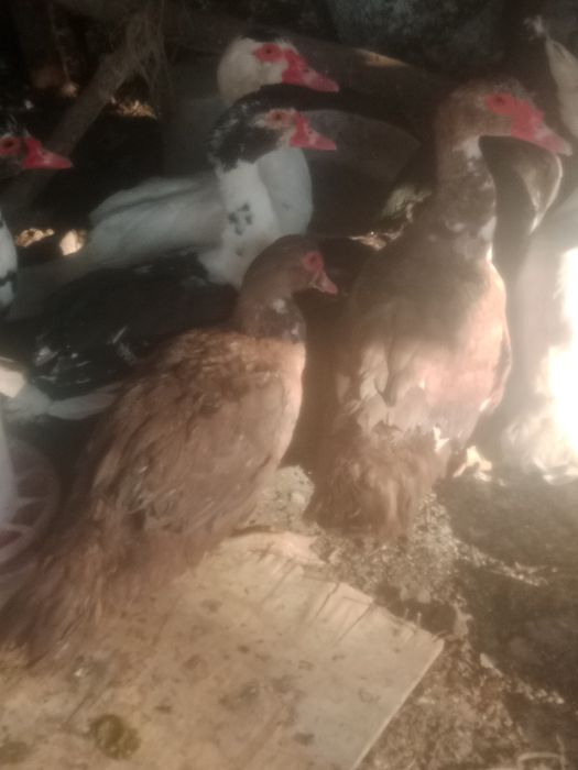 Куры продам 36 штук
