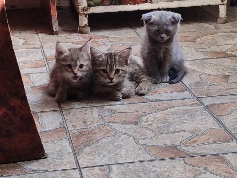 Отдам котят в добрые руки