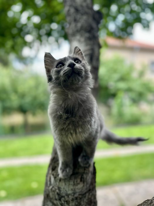 Maine coon Мейн Кун