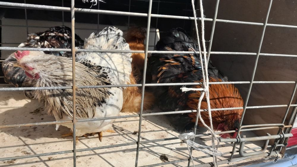 Продам карликов  4 штуки