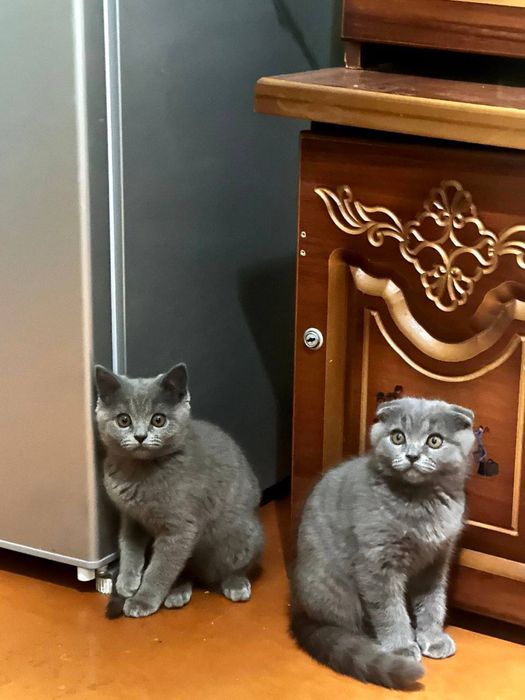 Британская короткошерстная кошка