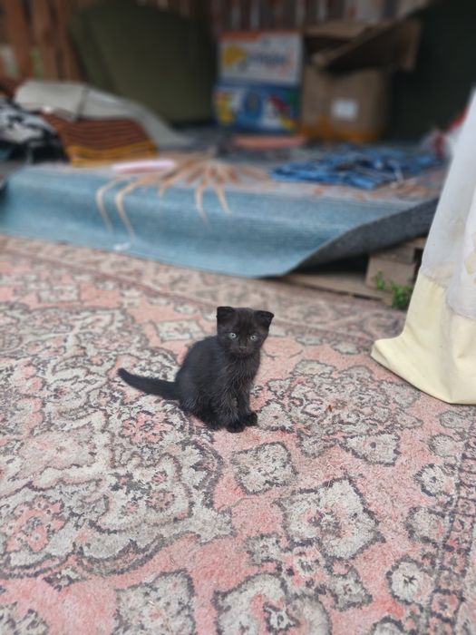 Отдам даром котят