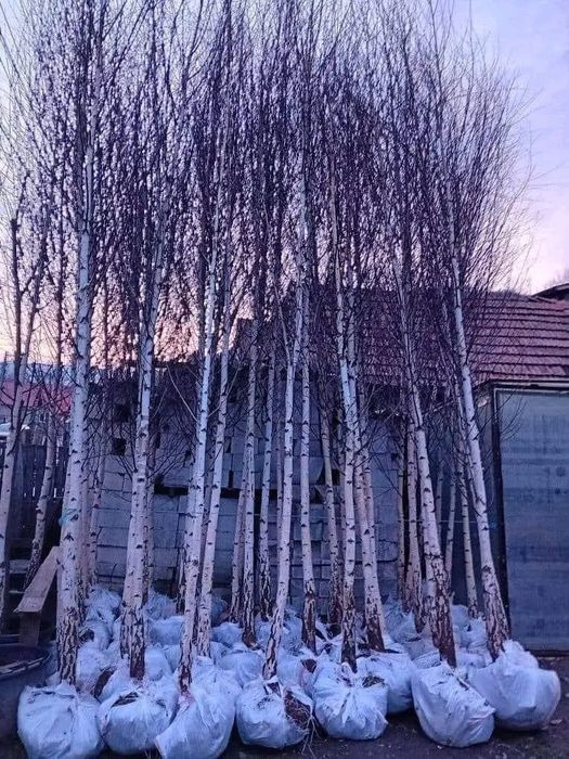 Vând mesteacăn alb ornamental