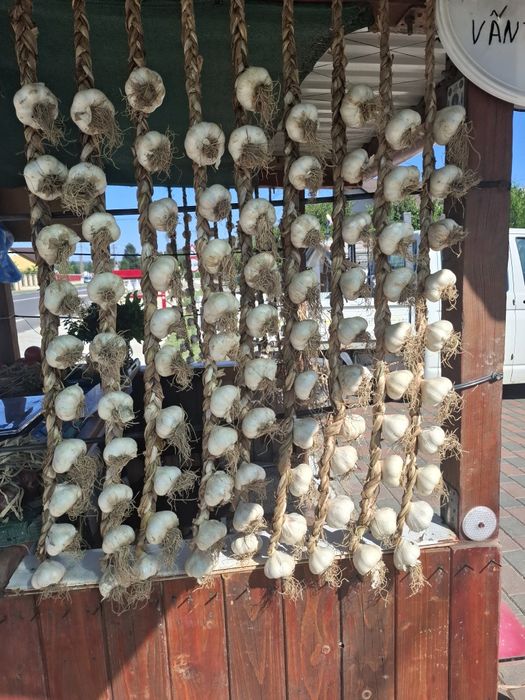 Usturoi Roșu și Alb