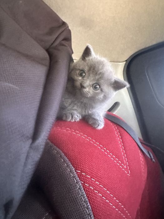 Продам породистых котят