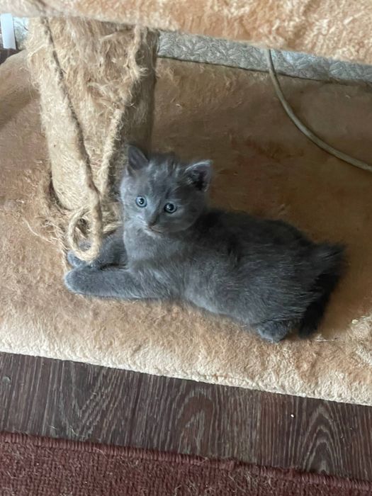 Продам котят от кошки Шотланкаской породы.
