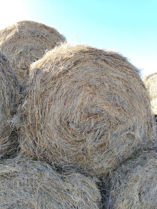 Продам сено луговое