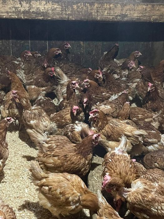 Продаётся поросят