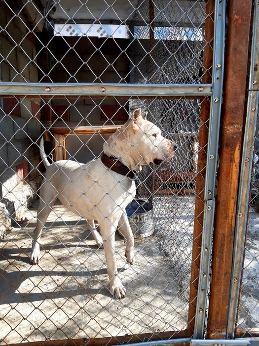 Стаффордширский терьер  вязка