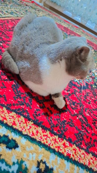 Акилли ювош киз мушук сотилади