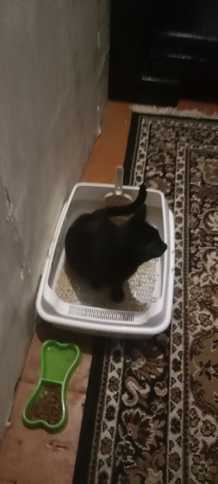 Домашняя передержка