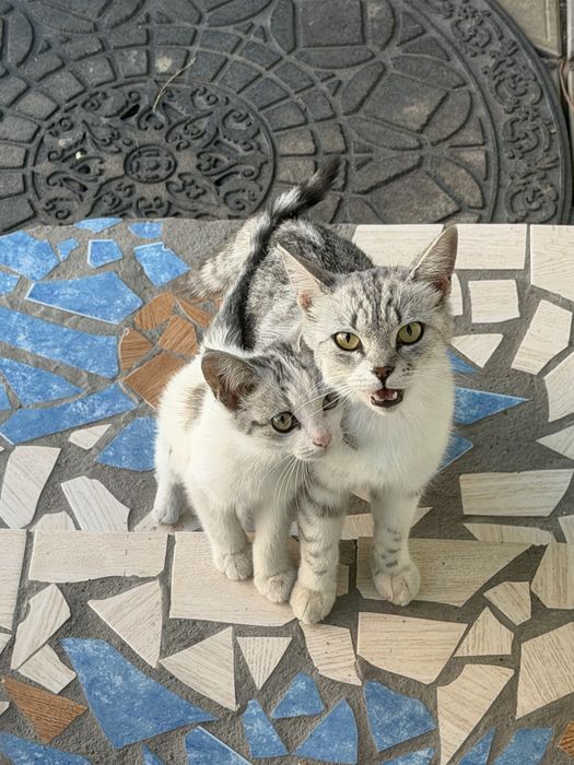 Отдам котят в хорошие руки
