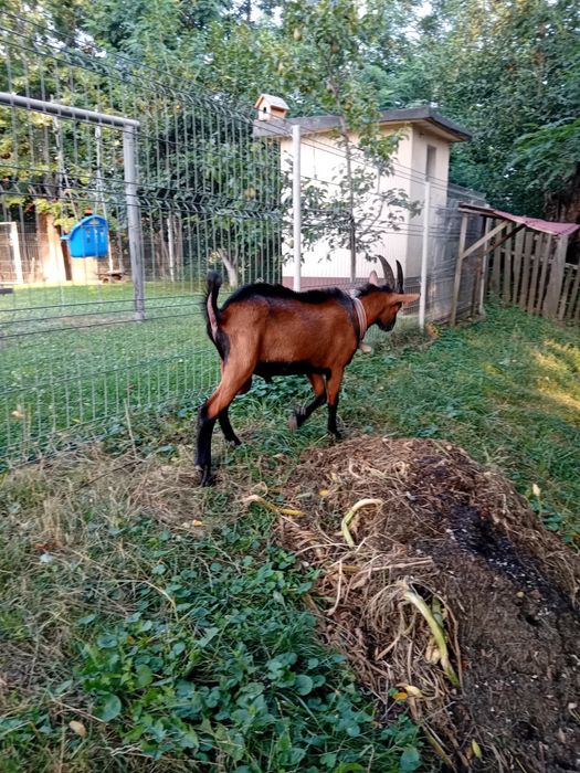 Vând țap alpin francez