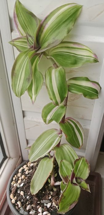 В продаже редкие комнатные цветы