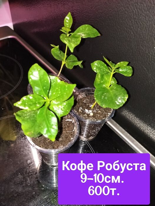 Продам цветы с хорошей корневой.