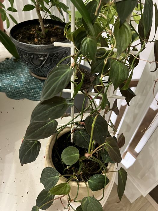 Цветы комнатные, есть разные пишите в личку