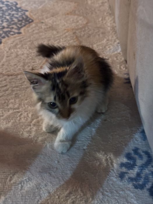 Котенок в добрые руки
