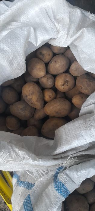 Продам сменной картофель Гала элит