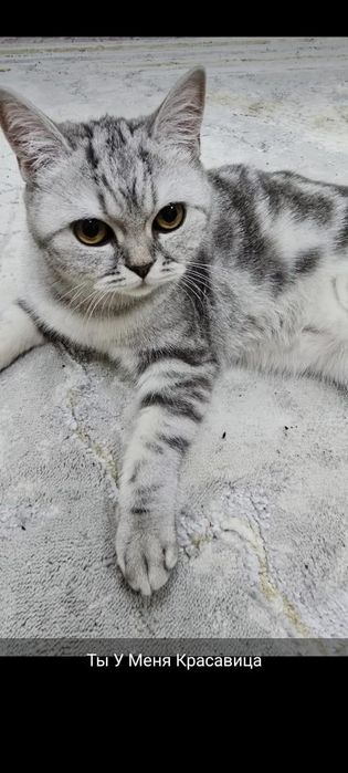 Продаётся Кошка Лакки