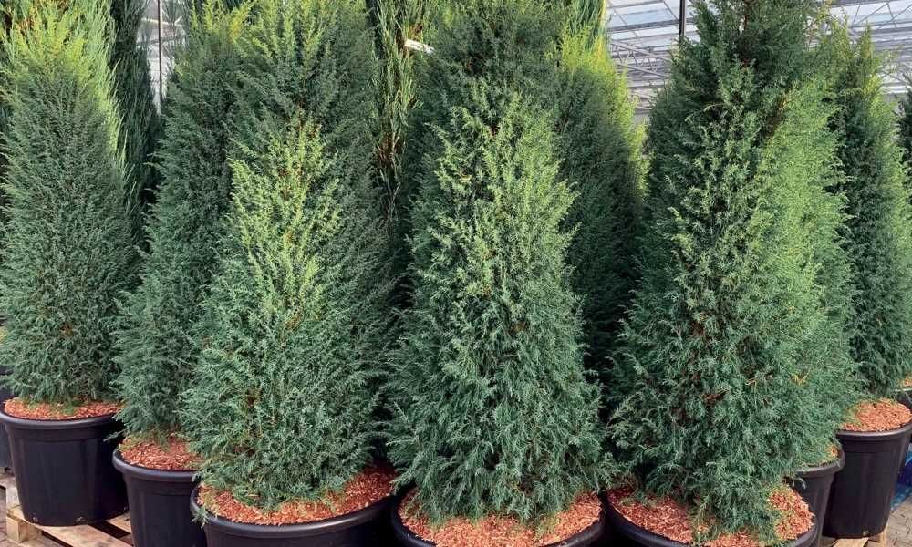 Саженцы любых видов и любой длины - оптом / Barcha turdagi ko'chatlar