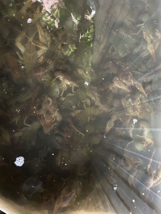 Раки в Караганде